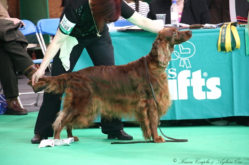 Crufts2011 703.jpg